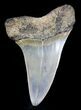 Fossil Mako Tooth - Maryland #29892-1